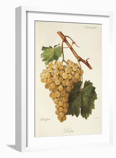 Liada Grape-A. Kreyder-Framed Giclee Print