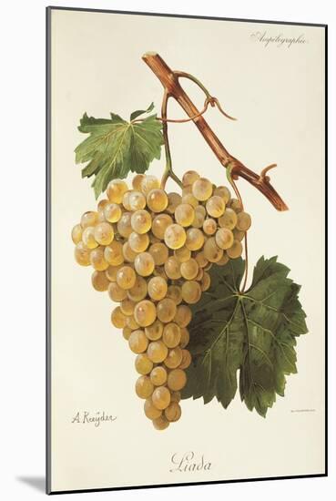 Liada Grape-A. Kreyder-Mounted Giclee Print