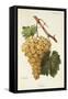 Liada Grape-A. Kreyder-Framed Stretched Canvas