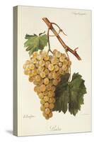 Liada Grape-A. Kreyder-Stretched Canvas