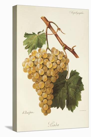 Liada Grape-A. Kreyder-Stretched Canvas