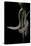 Lialis Jicari (New Guinea Snake-Lizard)-Paul Starosta-Stretched Canvas