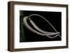 Lialis Jicari (New Guinea Snake-Lizard)-Paul Starosta-Framed Photographic Print