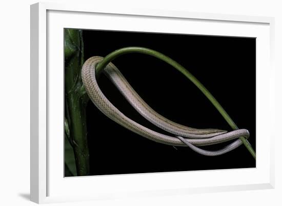 Lialis Jicari (New Guinea Snake-Lizard)-Paul Starosta-Framed Photographic Print