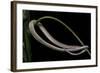 Lialis Jicari (New Guinea Snake-Lizard)-Paul Starosta-Framed Photographic Print