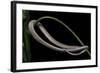 Lialis Jicari (New Guinea Snake-Lizard)-Paul Starosta-Framed Photographic Print