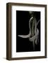 Lialis Jicari (New Guinea Snake-Lizard)-Paul Starosta-Framed Photographic Print