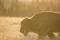 American Bison In Grand Teton National Park At Sunset-Liam Doran-Photographic Print