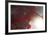 Liam's Oak-Andreas Stridsberg-Framed Giclee Print