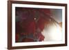 Liam's Oak-Andreas Stridsberg-Framed Giclee Print