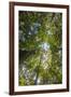 Liana and Vine Shrouded Dipterocarp Tree in Primary Rainforest in the Maliau Basin-Louise Murray-Framed Photographic Print