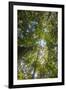 Liana and Vine Shrouded Dipterocarp Tree in Primary Rainforest in the Maliau Basin-Louise Murray-Framed Photographic Print