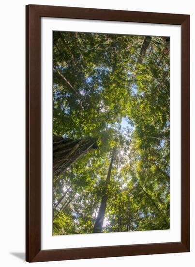 Liana and Vine Shrouded Dipterocarp Tree in Primary Rainforest in the Maliau Basin-Louise Murray-Framed Photographic Print