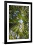 Liana and Vine Shrouded Dipterocarp Tree in Primary Rainforest in the Maliau Basin-Louise Murray-Framed Photographic Print