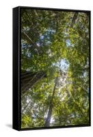 Liana and Vine Shrouded Dipterocarp Tree in Primary Rainforest in the Maliau Basin-Louise Murray-Framed Stretched Canvas