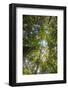 Liana and Vine Shrouded Dipterocarp Tree in Primary Rainforest in the Maliau Basin-Louise Murray-Framed Photographic Print