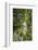 Liana and Vine Shrouded Dipterocarp Tree in Primary Rainforest in the Maliau Basin-Louise Murray-Framed Photographic Print