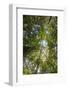 Liana and Vine Shrouded Dipterocarp Tree in Primary Rainforest in the Maliau Basin-Louise Murray-Framed Photographic Print