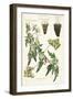 Liane Heart of India or Peas De Coeur Et Deux Variete De Mousses - Balloon Plant or Smooth Heart-Se-Sydenham Teast Edwards-Framed Giclee Print