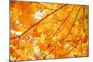 Wood Mount