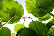 Spa Still Life with Lotus and Zen Stone on Water,Bamboo Background.-Liang Zhang-Photographic Print