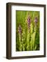 Liatris-Steve Gadomski-Framed Photographic Print