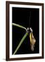 Libelloides Coccajus (Owlfly)-Paul Starosta-Framed Photographic Print