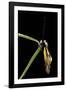 Libelloides Coccajus (Owlfly)-Paul Starosta-Framed Photographic Print