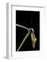 Libelloides Coccajus (Owlfly)-Paul Starosta-Framed Photographic Print