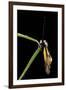 Libelloides Coccajus (Owlfly)-Paul Starosta-Framed Photographic Print