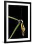 Libelloides Coccajus (Owlfly)-Paul Starosta-Framed Photographic Print
