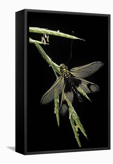 Libelloides Longicornis (Owlfly)-Paul Starosta-Framed Stretched Canvas