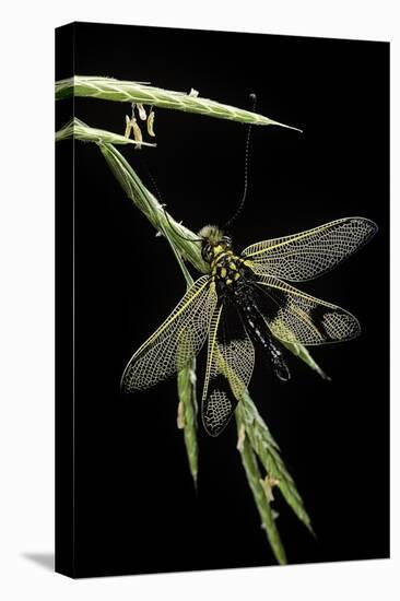 Libelloides Longicornis (Owlfly)-Paul Starosta-Stretched Canvas