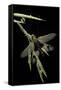 Libelloides Longicornis (Owlfly)-Paul Starosta-Framed Stretched Canvas