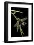 Libelloides Longicornis (Owlfly)-Paul Starosta-Framed Photographic Print