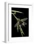 Libelloides Longicornis (Owlfly)-Paul Starosta-Framed Photographic Print