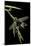 Libelloides Longicornis (Owlfly)-Paul Starosta-Mounted Photographic Print