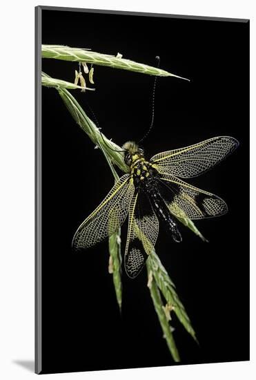 Libelloides Longicornis (Owlfly)-Paul Starosta-Mounted Photographic Print