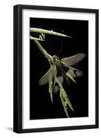 Libelloides Longicornis (Owlfly)-Paul Starosta-Framed Photographic Print