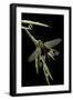 Libelloides Longicornis (Owlfly)-Paul Starosta-Framed Photographic Print