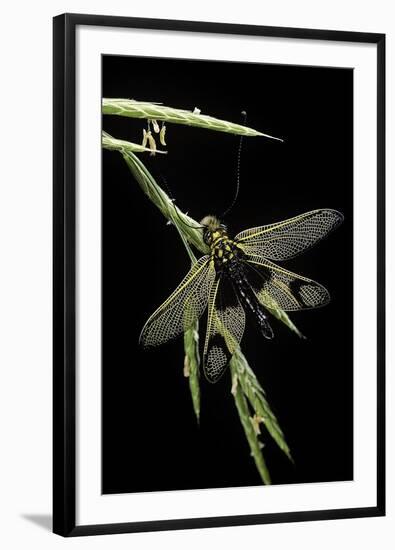 Libelloides Longicornis (Owlfly)-Paul Starosta-Framed Photographic Print