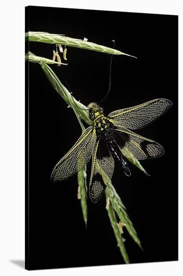 Libelloides Longicornis (Owlfly)-Paul Starosta-Stretched Canvas