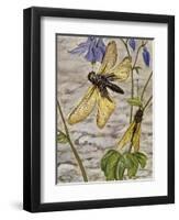 Libelloides Macaronius, Ascalaphidae-null-Framed Premium Giclee Print