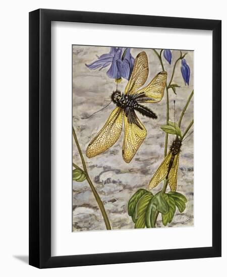 Libelloides Macaronius, Ascalaphidae-null-Framed Premium Giclee Print