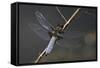 Libellula Depressa (Broad-Bodied Chaser) - Male-Paul Starosta-Framed Stretched Canvas