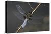 Libellula Depressa (Broad-Bodied Chaser) - Male-Paul Starosta-Stretched Canvas