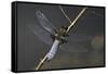 Libellula Depressa (Broad-Bodied Chaser) - Male-Paul Starosta-Framed Stretched Canvas