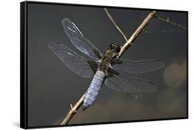 Libellula Depressa (Broad-Bodied Chaser) - Male-Paul Starosta-Framed Stretched Canvas
