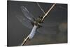 Libellula Depressa (Broad-Bodied Chaser) - Male-Paul Starosta-Stretched Canvas