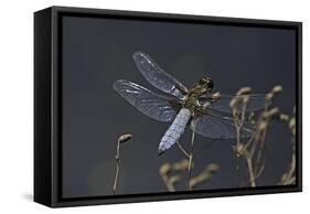 Libellula Depressa (Broad-Bodied Chaser) - Male-Paul Starosta-Framed Stretched Canvas